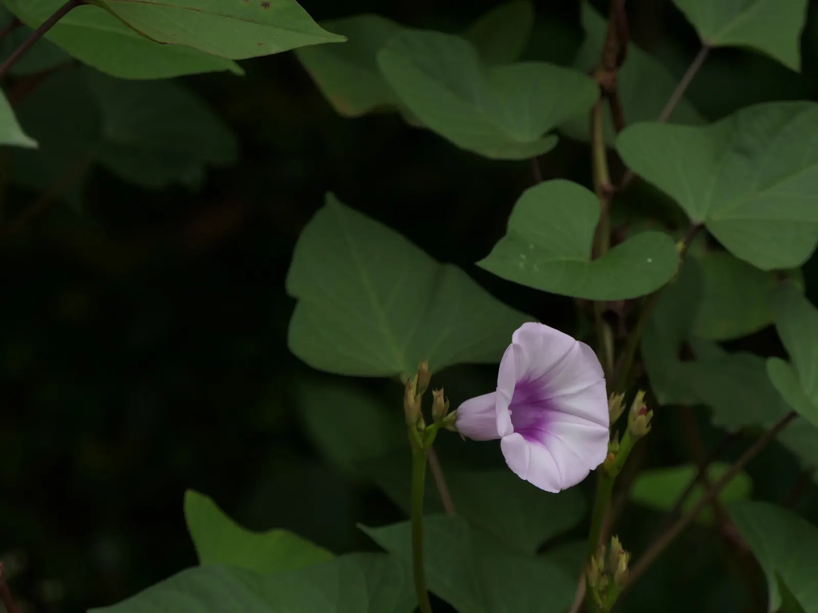 Sweet Potatoe Vine (Ipomoea Batatas) — which vary in hue from deep purples to vibrant chartreuse; making it an excellent choice for both ground, image 55