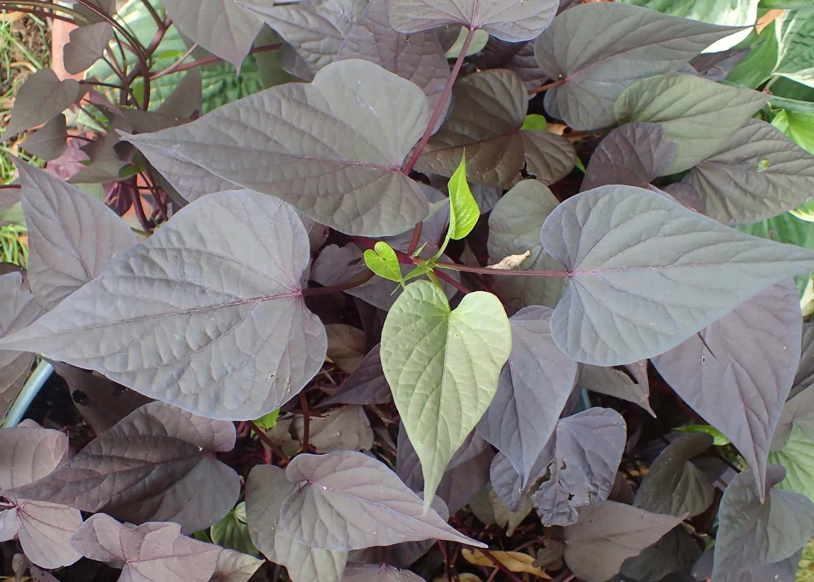 Sweet Potatoe Vine (Ipomoea Batatas) — trailing perennial with heart-shaped leaves; plant spacing should be 12-16 inches apart, allowing for a spread up to 5