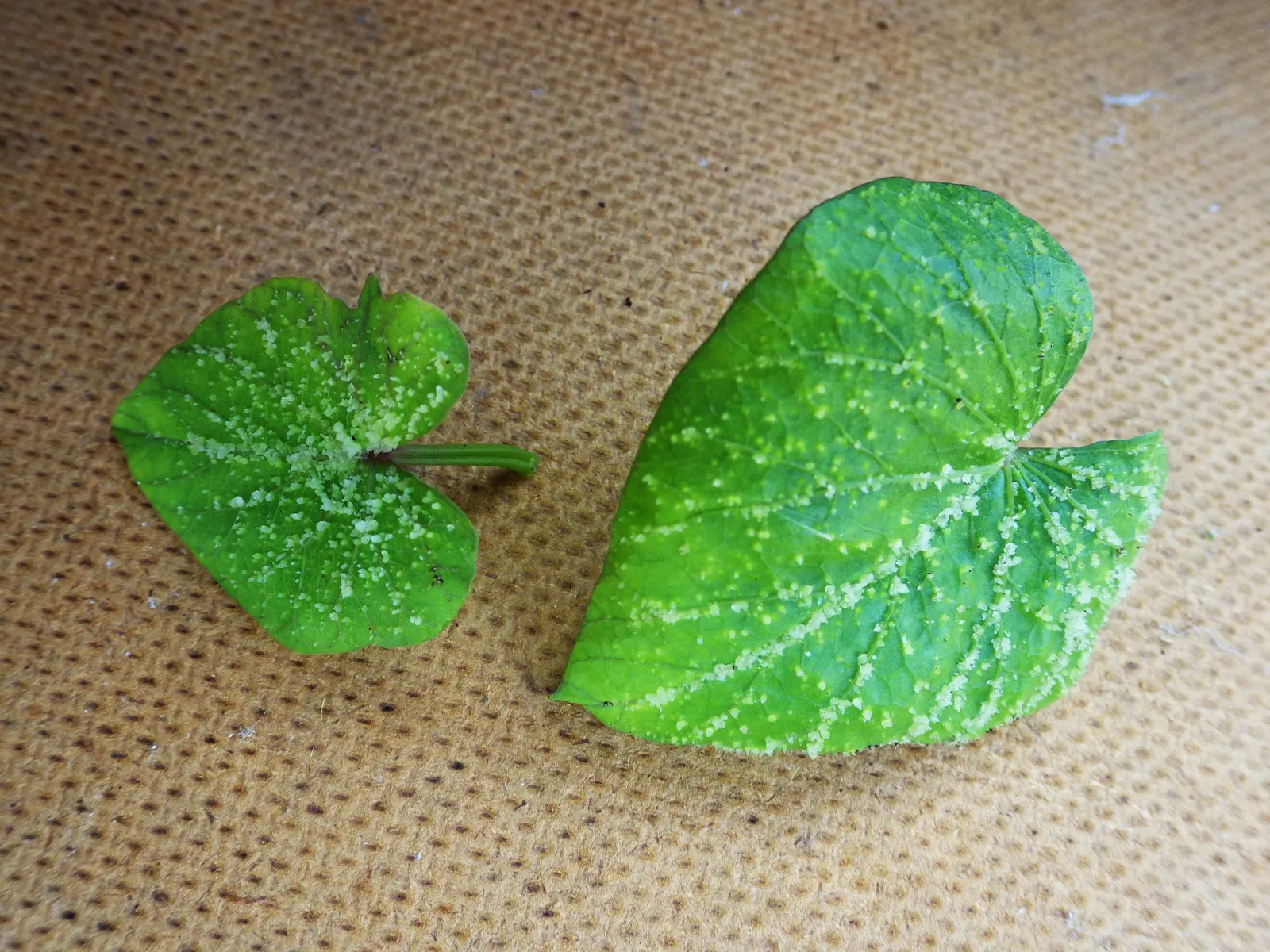 Sweet Potatoe Vine (Ipomoea Batatas) — with individual leaves spanning about 4 to 6 inches