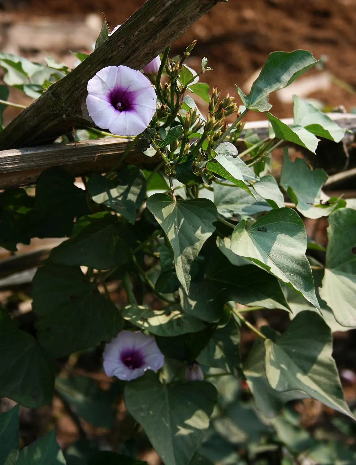 Sweet Potatoe Vine (Ipomoea Batatas) — Thriving in USDA zones 9-11, it flourishes in full sun to partial shade; the ornamental variety of Ipomoea, image 49