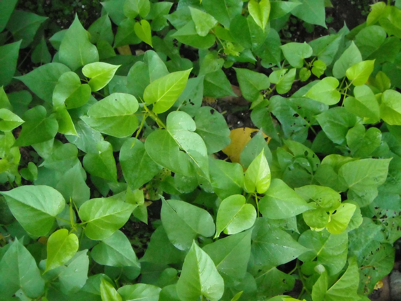 Sweet Potatoe Vine (Ipomoea Batatas) — The vibrant foliage varies from deep purple to lime green, adding a tropical flair to any landscape design