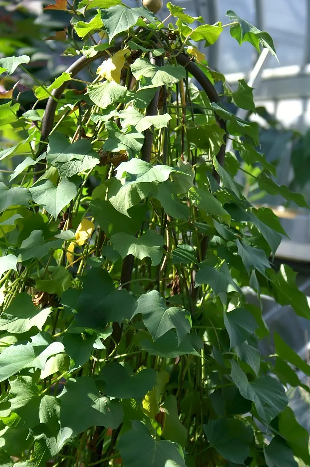 Sweet Potatoe Vine (Ipomoea Batatas) — trailing perennial with heart-shaped leaves