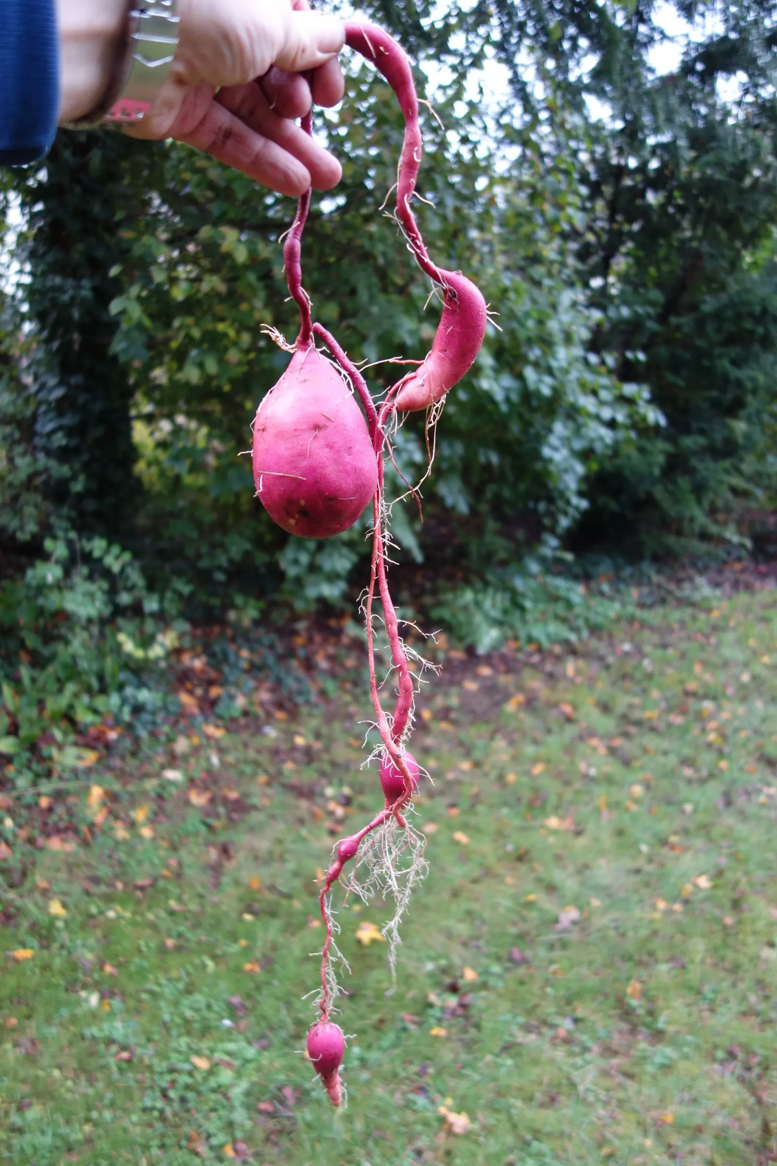 Sweet Potatoe Vine (Ipomoea Batatas) — reaching up to 10 feet in length