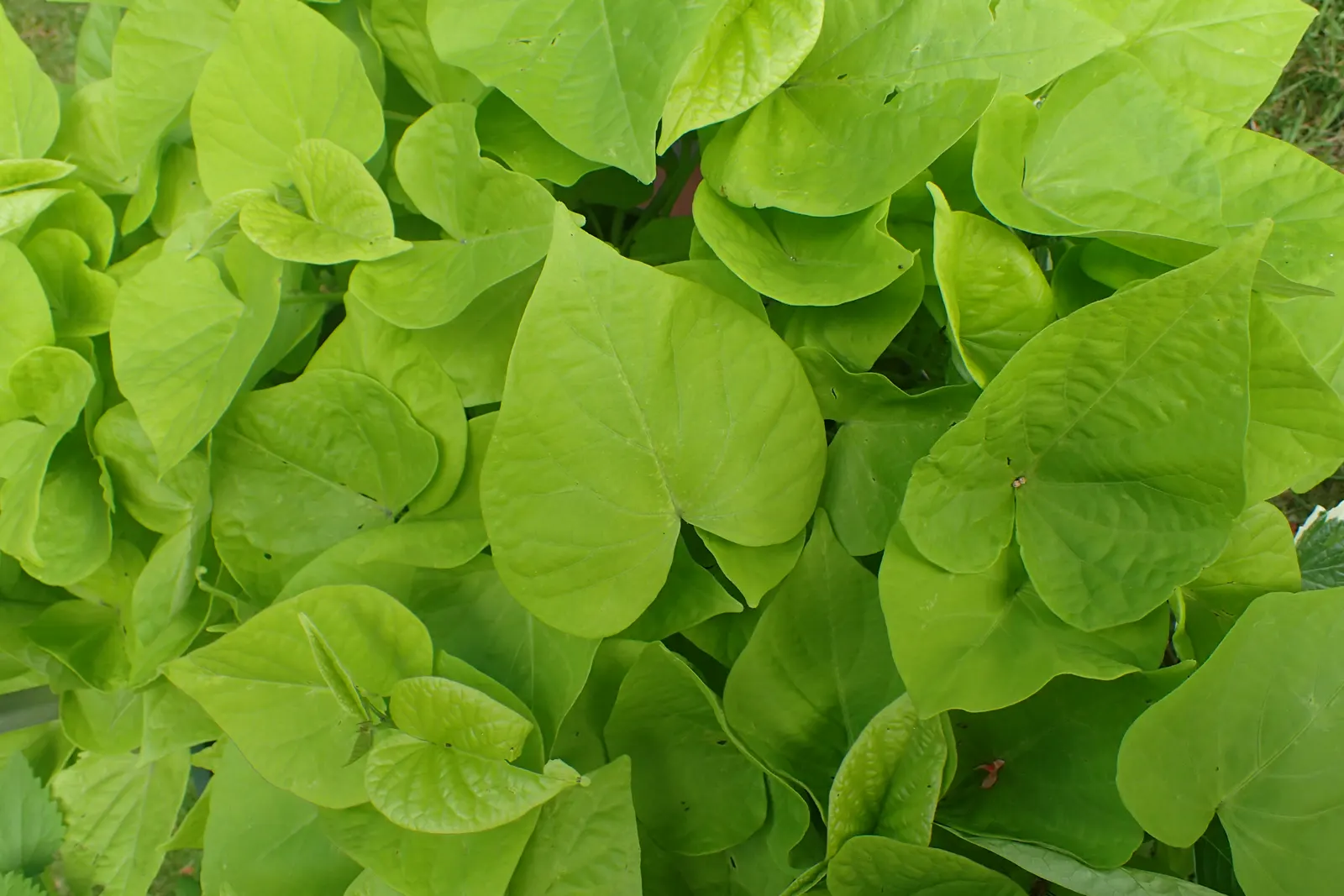 Sweet Potatoe Vine (Ipomoea Batatas) — vine with purple and violet blooms