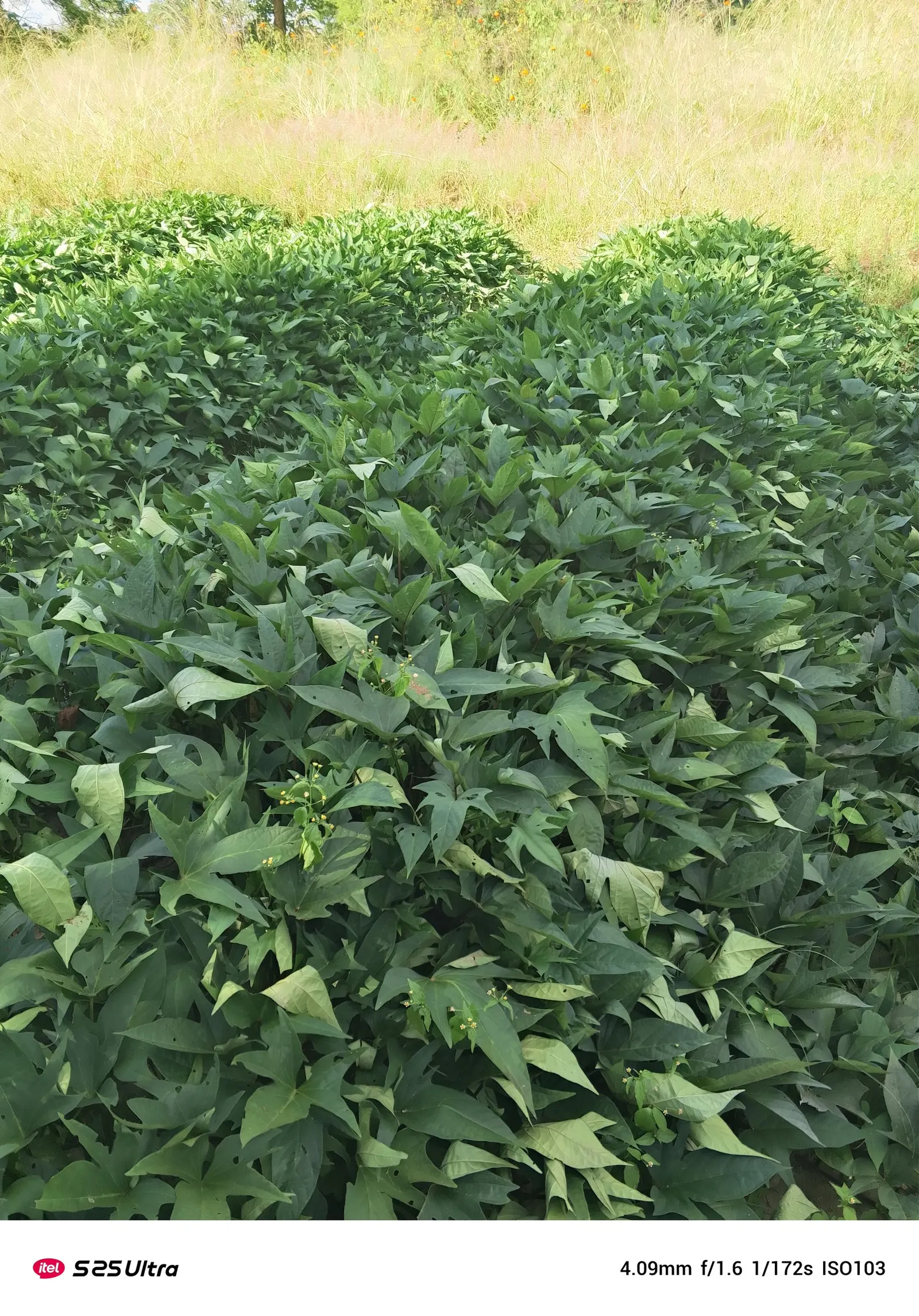 Sweet Potatoe Vine (Ipomoea Batatas) — vine with purple and violet blooms; it thrives in full sun to partial shade and prefers well-drained soil with