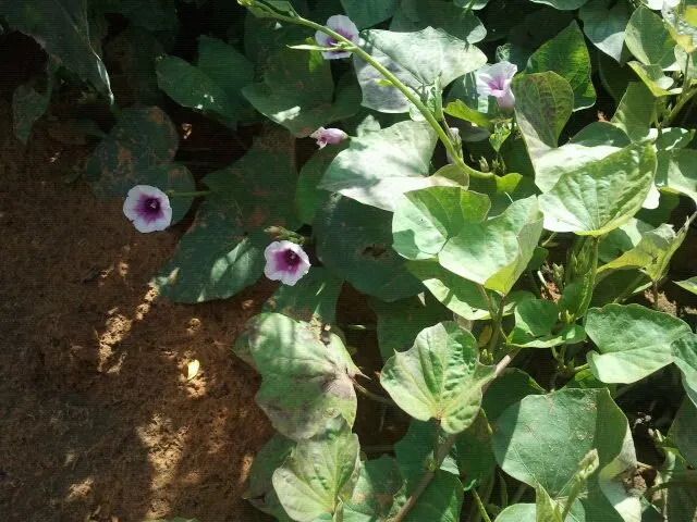 Sweet Potatoe Vine (Ipomoea Batatas) — making it an excellent choice for both ground cover and container gardening; thriving in USDA zones 9-11, it flourishes