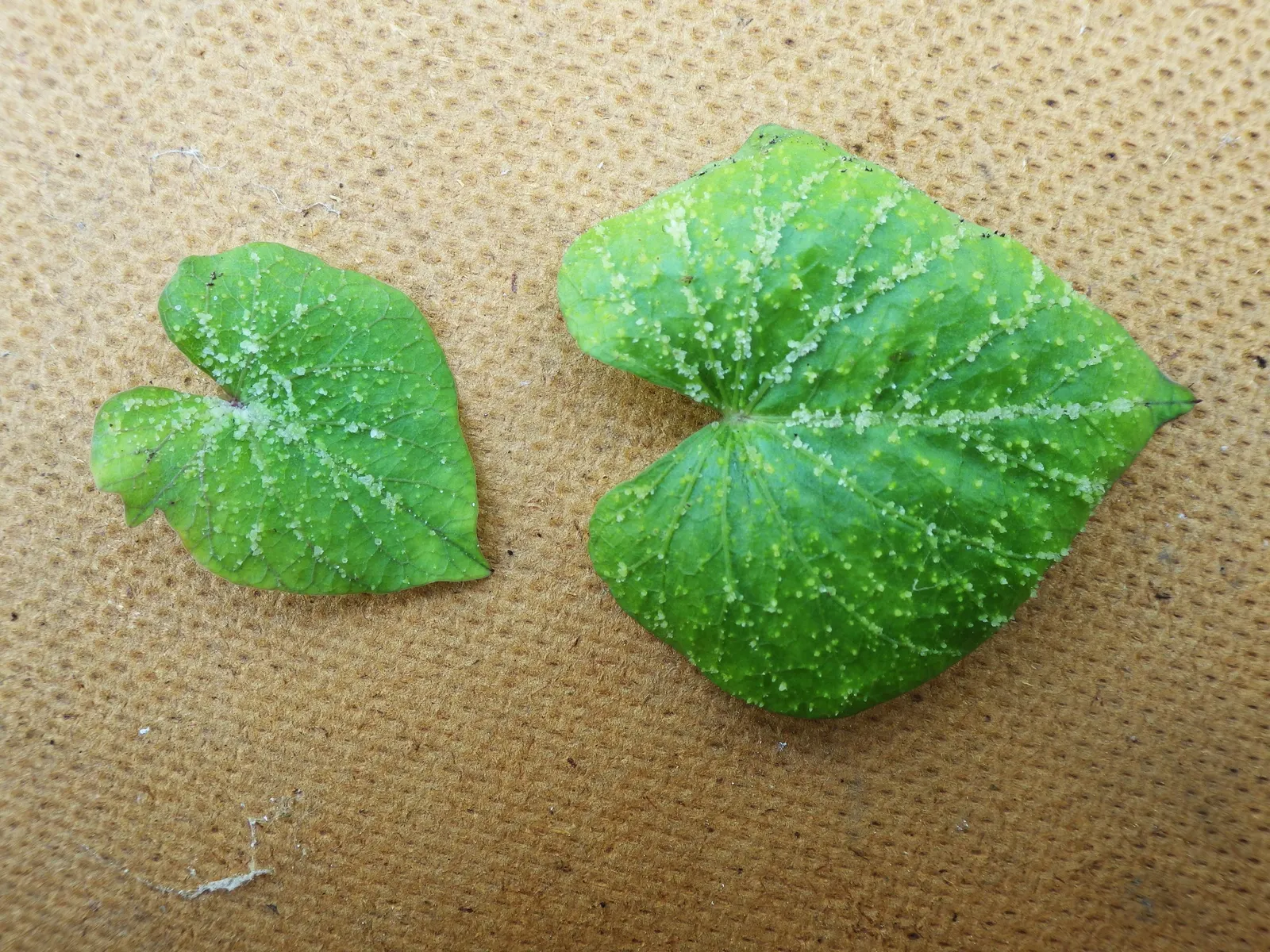 Sweet Potatoe Vine (Ipomoea Batatas) — the ornamental variety of Ipomoea batatas is not cultivated for edible purposes