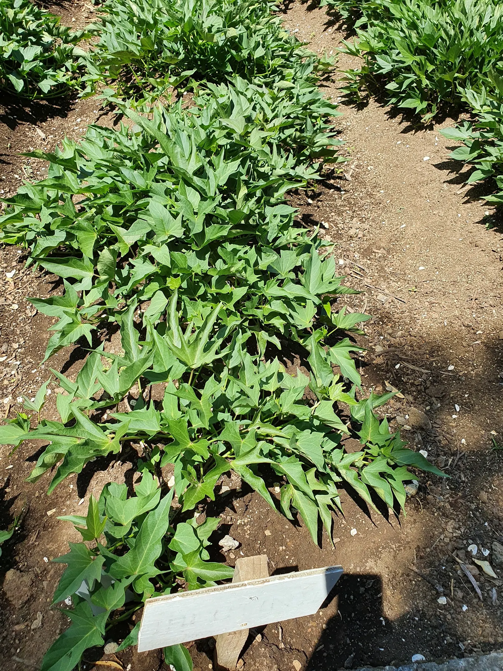 Sweet Potatoe Vine (Ipomoea Batatas) — this vine can quickly cover a large area; purple and violet flowers in the garden, image 56