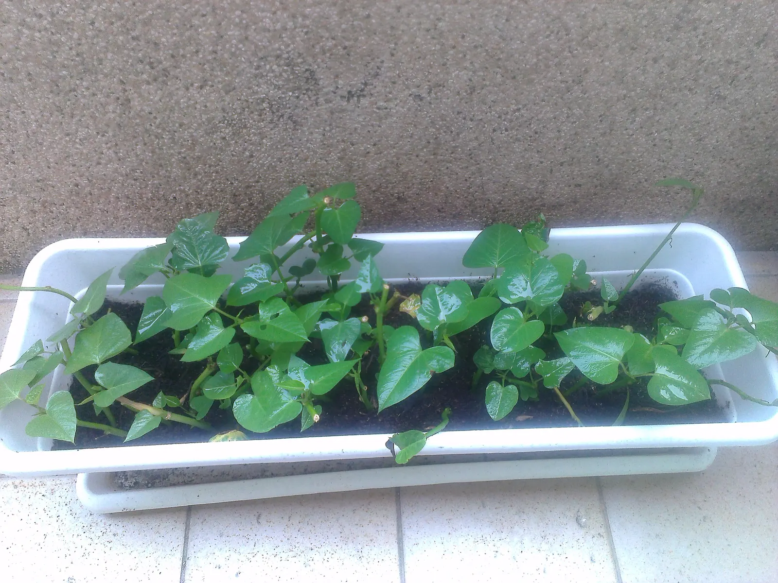 Sweet Potatoe Vine (Ipomoea Batatas) — It thrives in full sun to partial shade and prefers well-drained soil with consistent moisture; the Sweet Potato Vine is