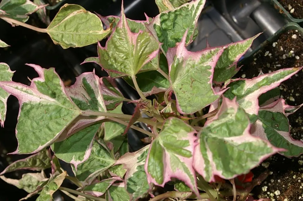 Sweet Potatoe Vine (Ipomoea Batatas) — reaching up to 10 feet in length; the vibrant foliage varies from deep purple to lime green, adding a tropical flair to