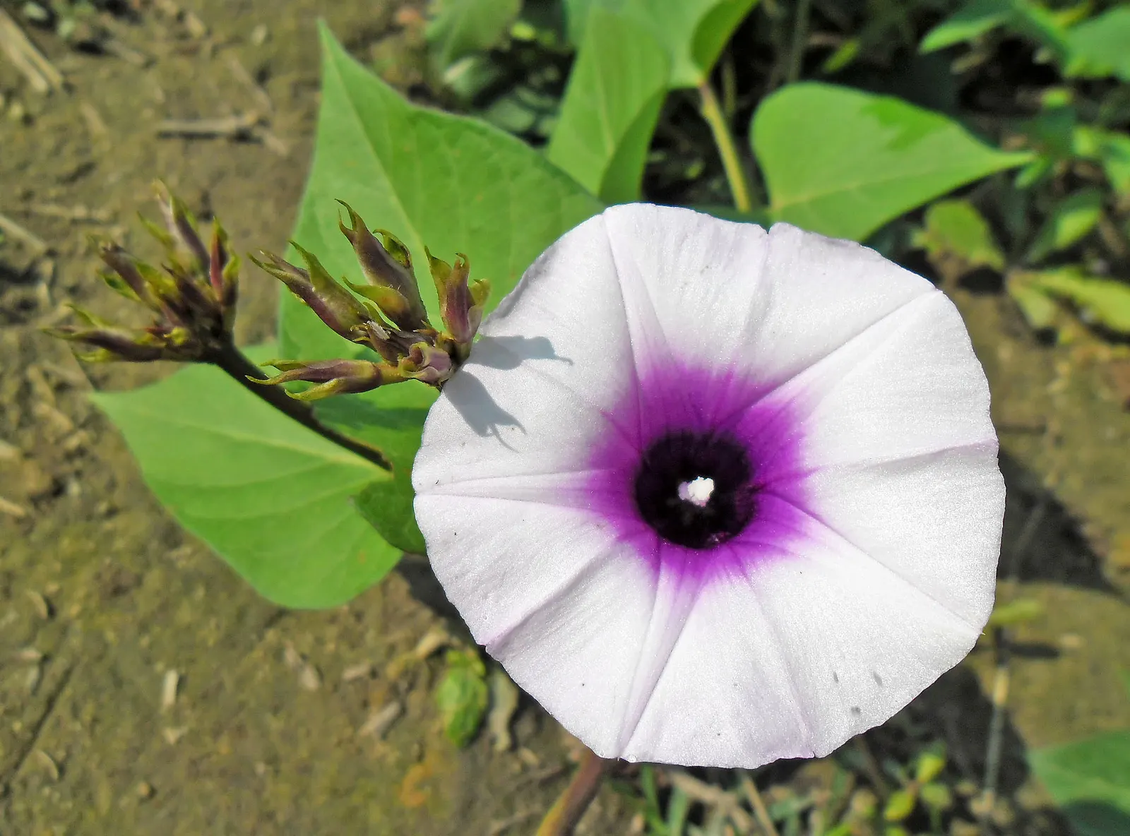 Sweet Potatoe Vine (Ipomoea Batatas) — although it can be easily grown as an annual in other zones