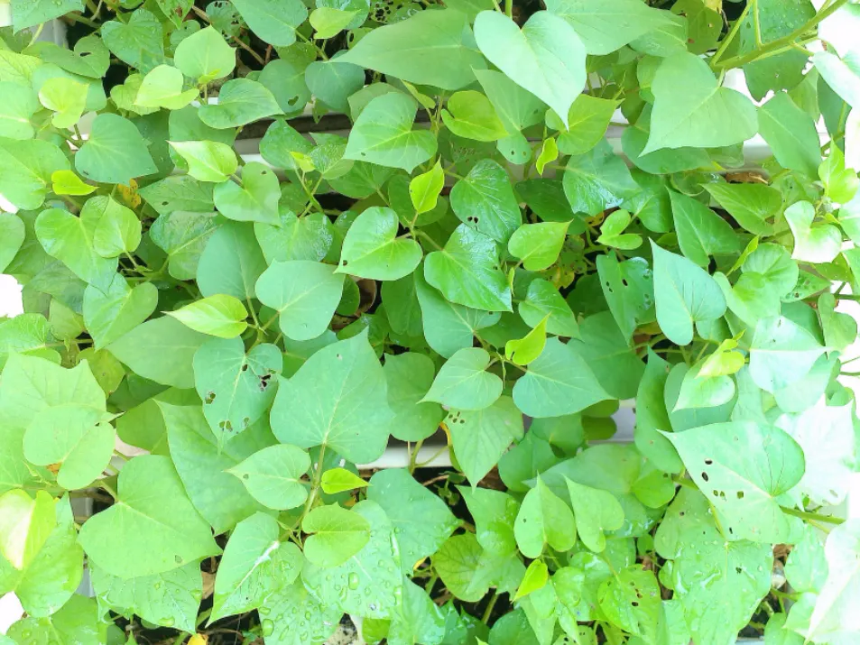 Sweet Potatoe Vine (Ipomoea Batatas) — although it can be easily grown as an annual in other zones; trailing perennial with heart-shaped leaves