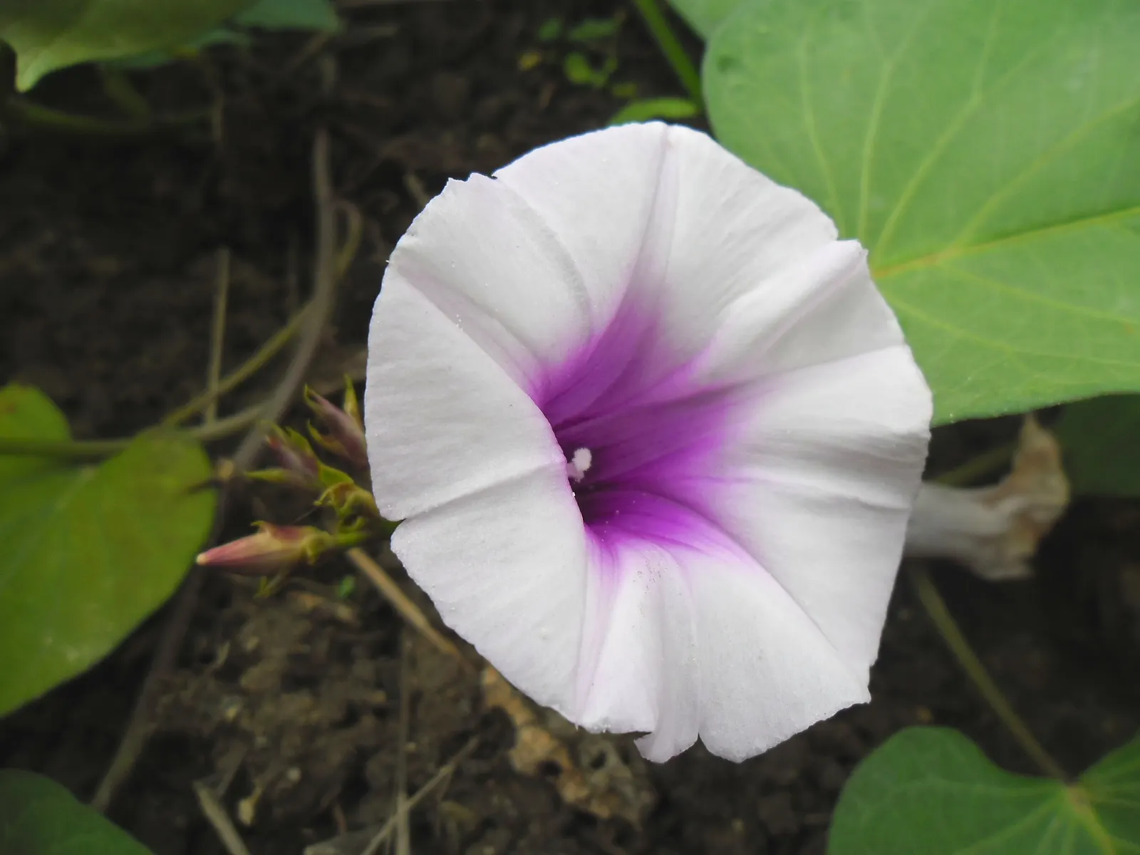 Sweet Potatoe Vine (Ipomoea Batatas) — This ornamental gem is primarily grown for its attractive leaves; heart-shaped foliage and vigorous growth habit