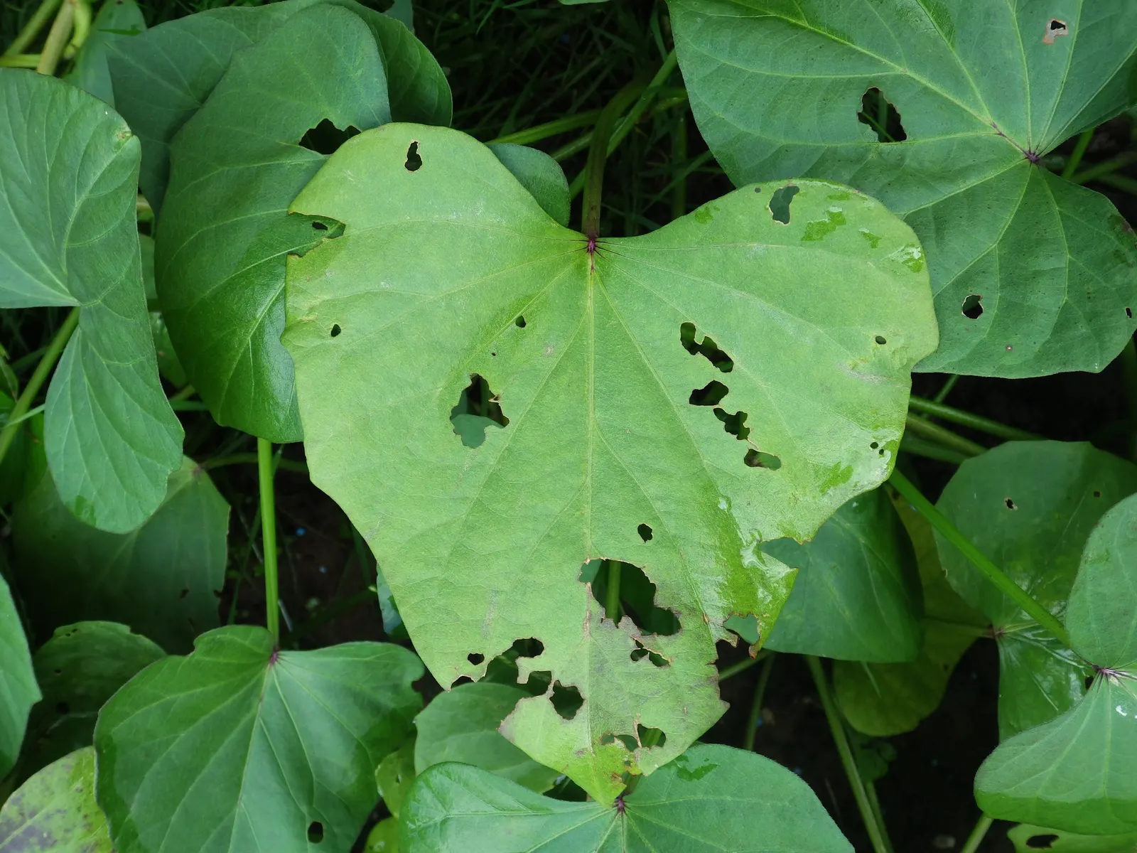 Sweet Potatoe Vine (Ipomoea Batatas) — with individual leaves spanning about 4 to 6 inches, image 35