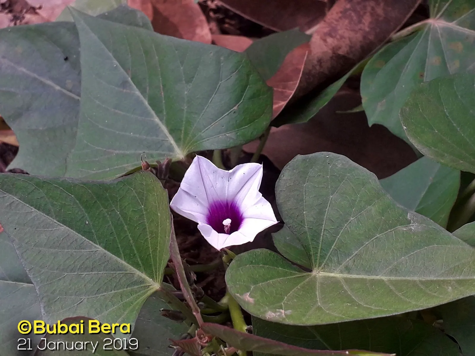 Sweet Potatoe Vine (Ipomoea Batatas) — heart-shaped foliage and vigorous growth habit