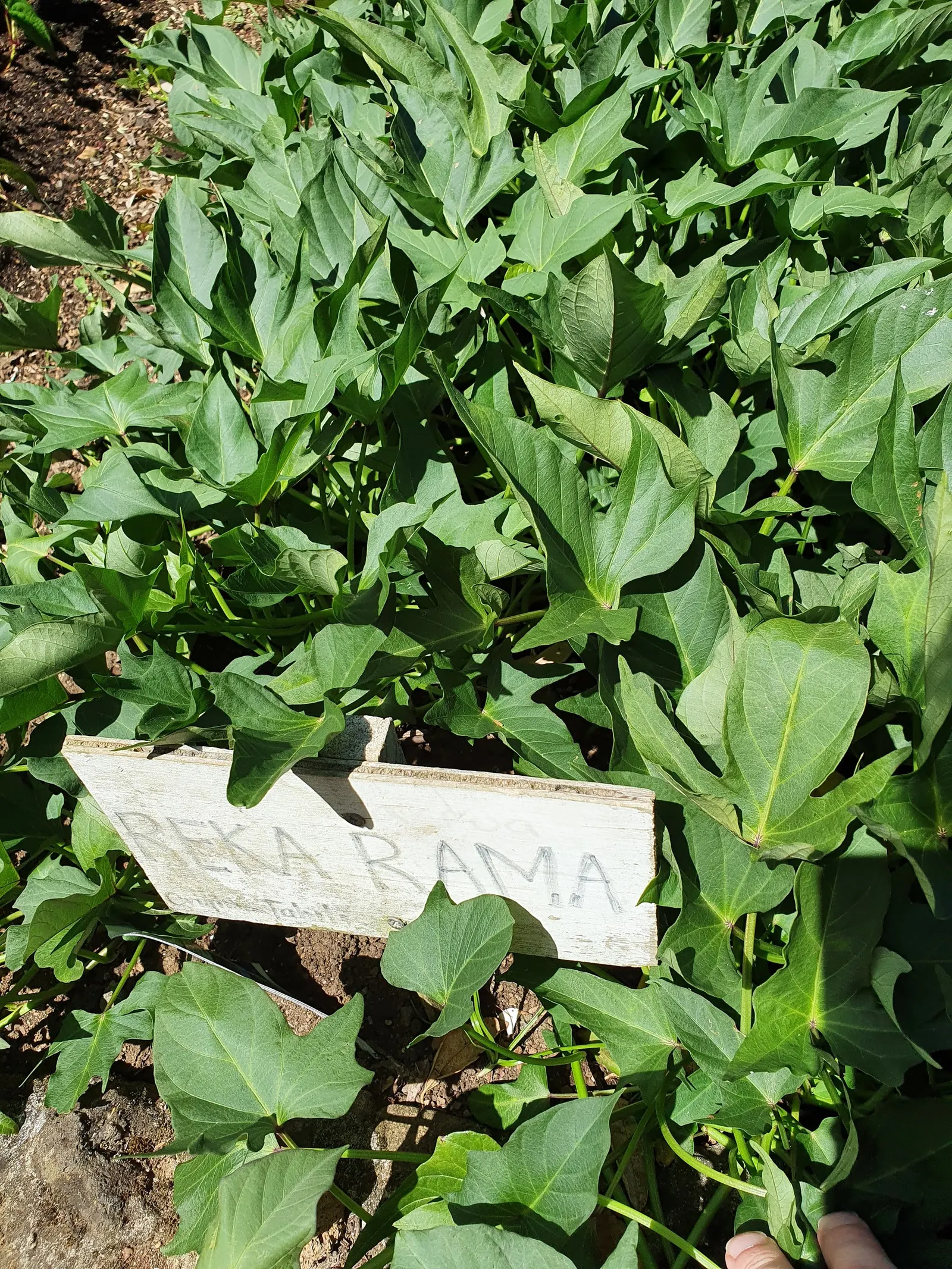 Sweet Potatoe Vine (Ipomoea Batatas) — The Sweet Potato Vine is an eye-catching addition to any garden