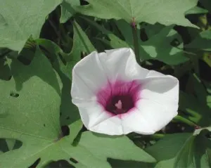 Sweet Potatoe Vine (Ipomoea Batatas) — purple and violet flowers in the garden; is a versatile and robust plant renowned for its lush