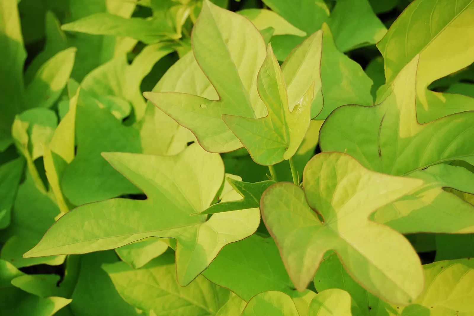 Sweet Potatoe Vine (Ipomoea Batatas) — vine for full or half; bringing a touch of the exotic with minimal care requirements