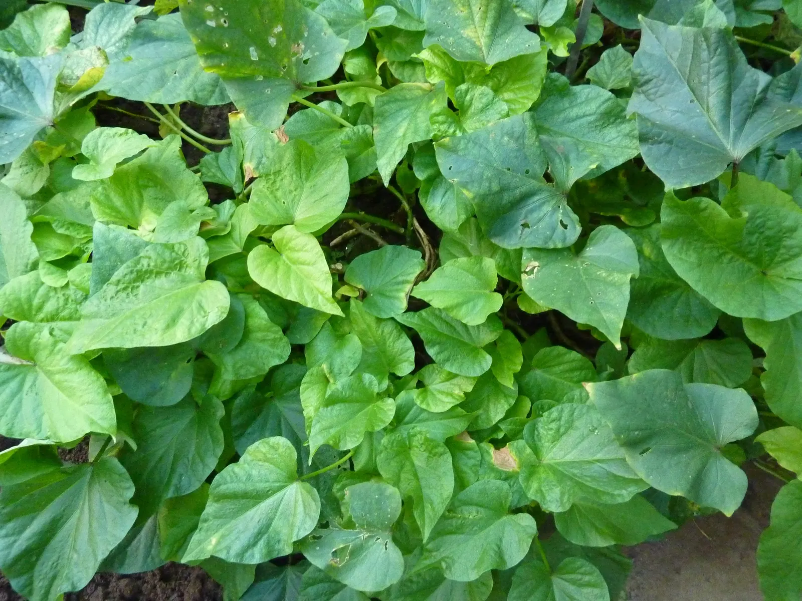 Sweet Potatoe Vine (Ipomoea Batatas) — heart-shaped foliage and vigorous growth habit; vine for full or half