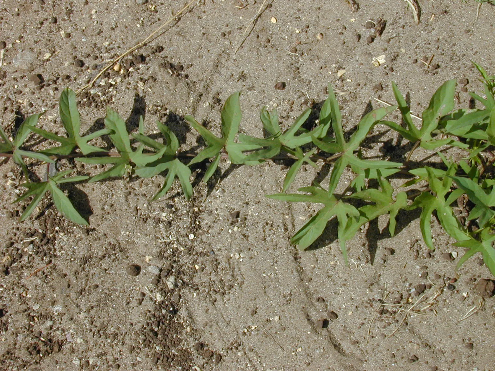 Sweet Potatoe Vine (Ipomoea Batatas) — the ornamental variety of Ipomoea batatas is not cultivated for edible purposes; this ornamental gem is primarily grown