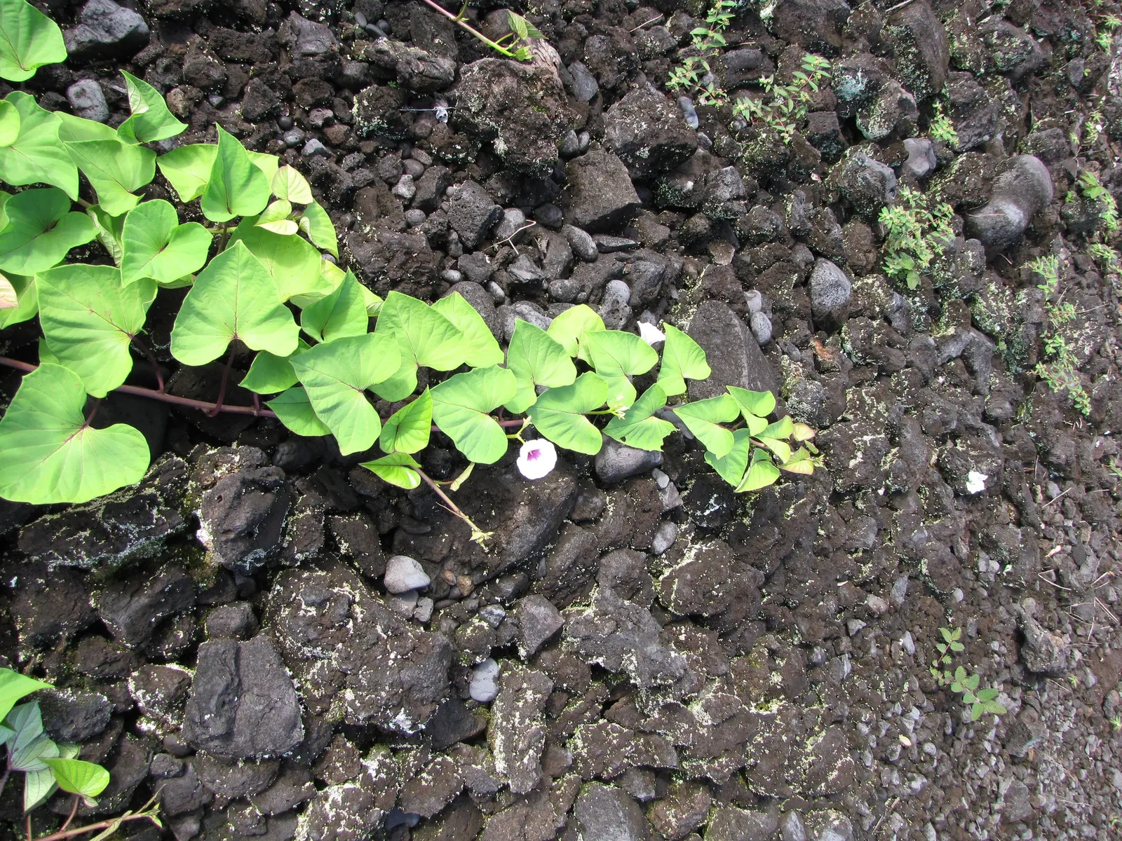 Sweet Potatoe Vine (Ipomoea Batatas) — is a versatile and robust plant renowned for its lush