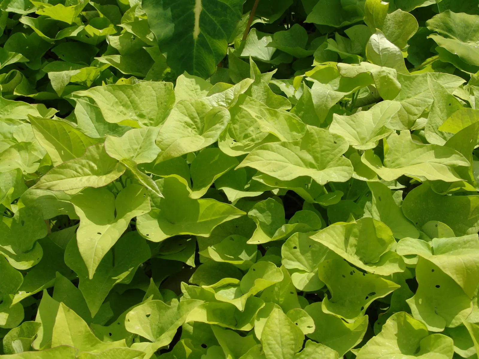 Sweet Potatoe Vine (Ipomoea Batatas) — Thriving in USDA zones 9-11, it flourishes in full sun to partial shade
