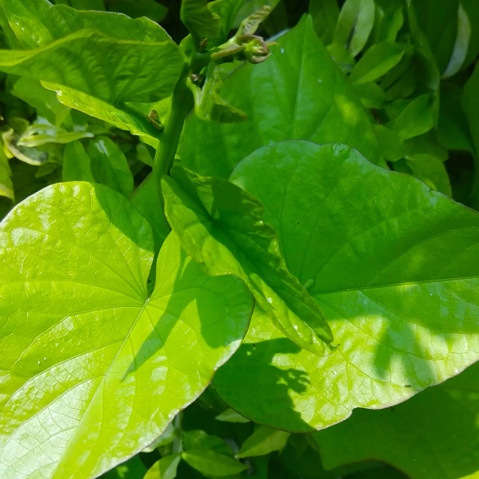 Sweet Potatoe Vine (Ipomoea Batatas) — It cascades beautifully over the edges of pots or hanging baskets, offering a tropical flair; this vine can quickly