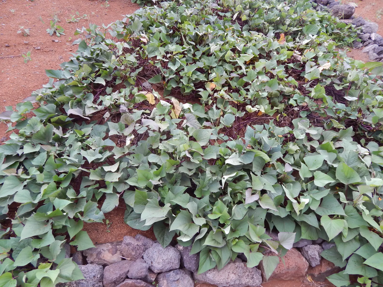 Sweet Potatoe Vine (Ipomoea Batatas) — heart-shaped foliage and vigorous growth habit; vine for full or half, image 53