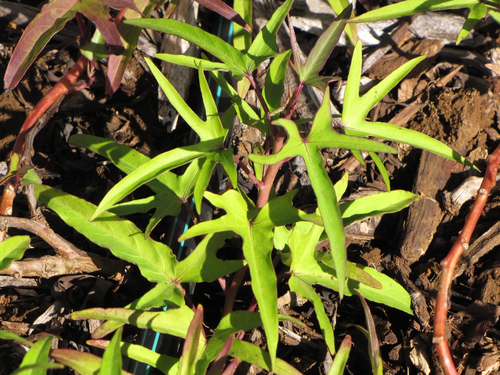 Sweet Potatoe Vine (Ipomoea Batatas) — is a versatile and robust plant renowned for its lush; fill in gaps with its dense foliage, image 52