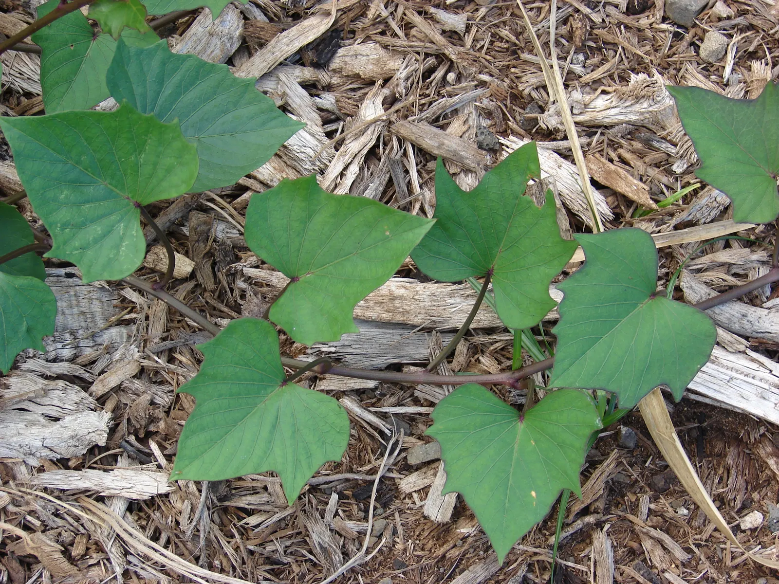 Sweet Potatoe Vine (Ipomoea Batatas) — Plant spacing should be 12-16 inches apart, allowing for a spread up to 5 feet; often used for ground cover or spilling