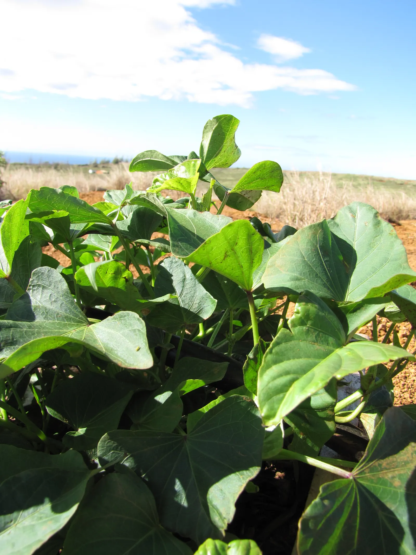 Sweet Potatoe Vine (Ipomoea Batatas) — Plant spacing should be 12-16 inches apart, allowing for a spread up to 5 feet