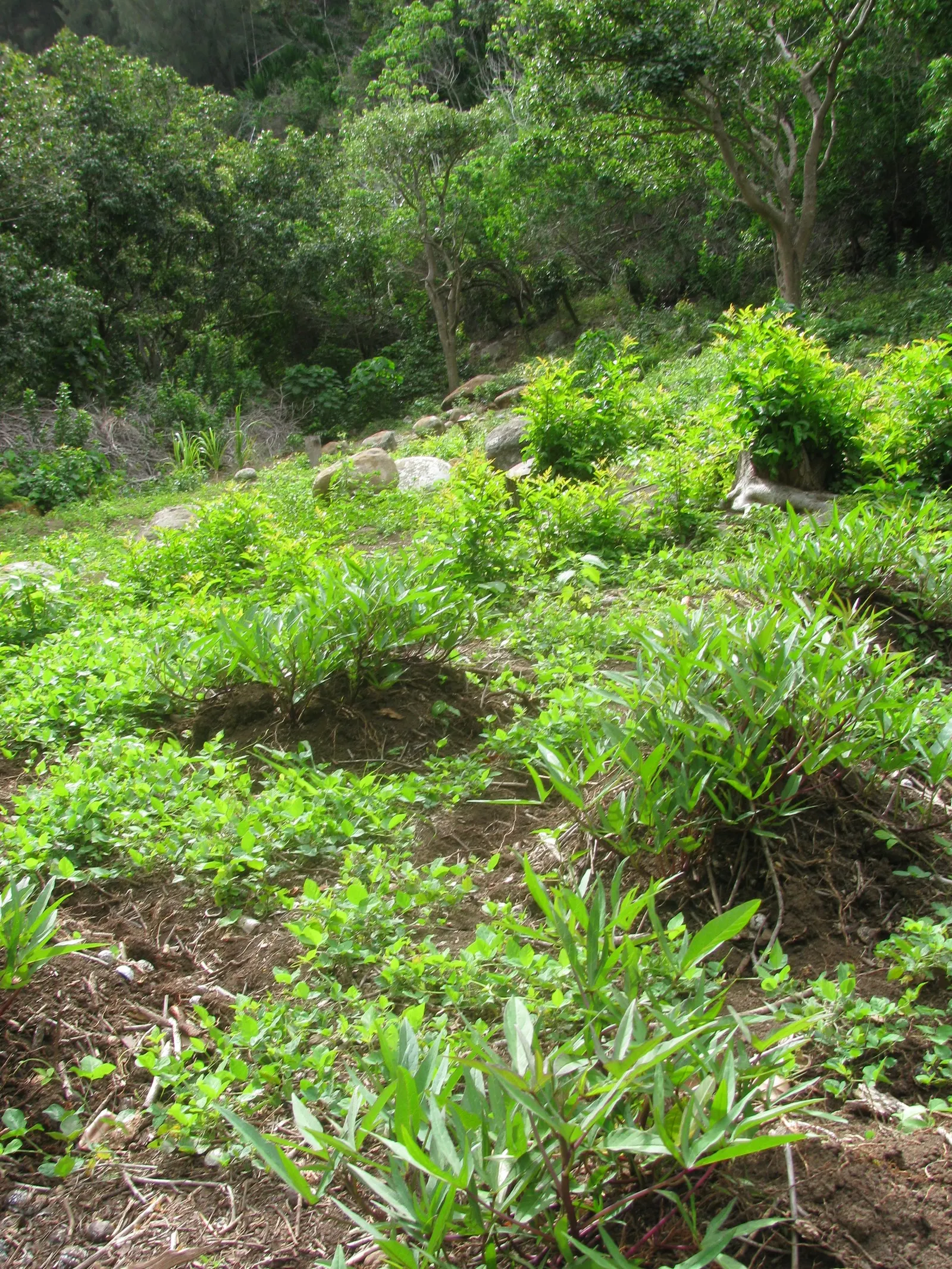 Sweet Potatoe Vine (Ipomoea Batatas) — fill in gaps with its dense foliage; although it can be easily grown as an annual in other zones