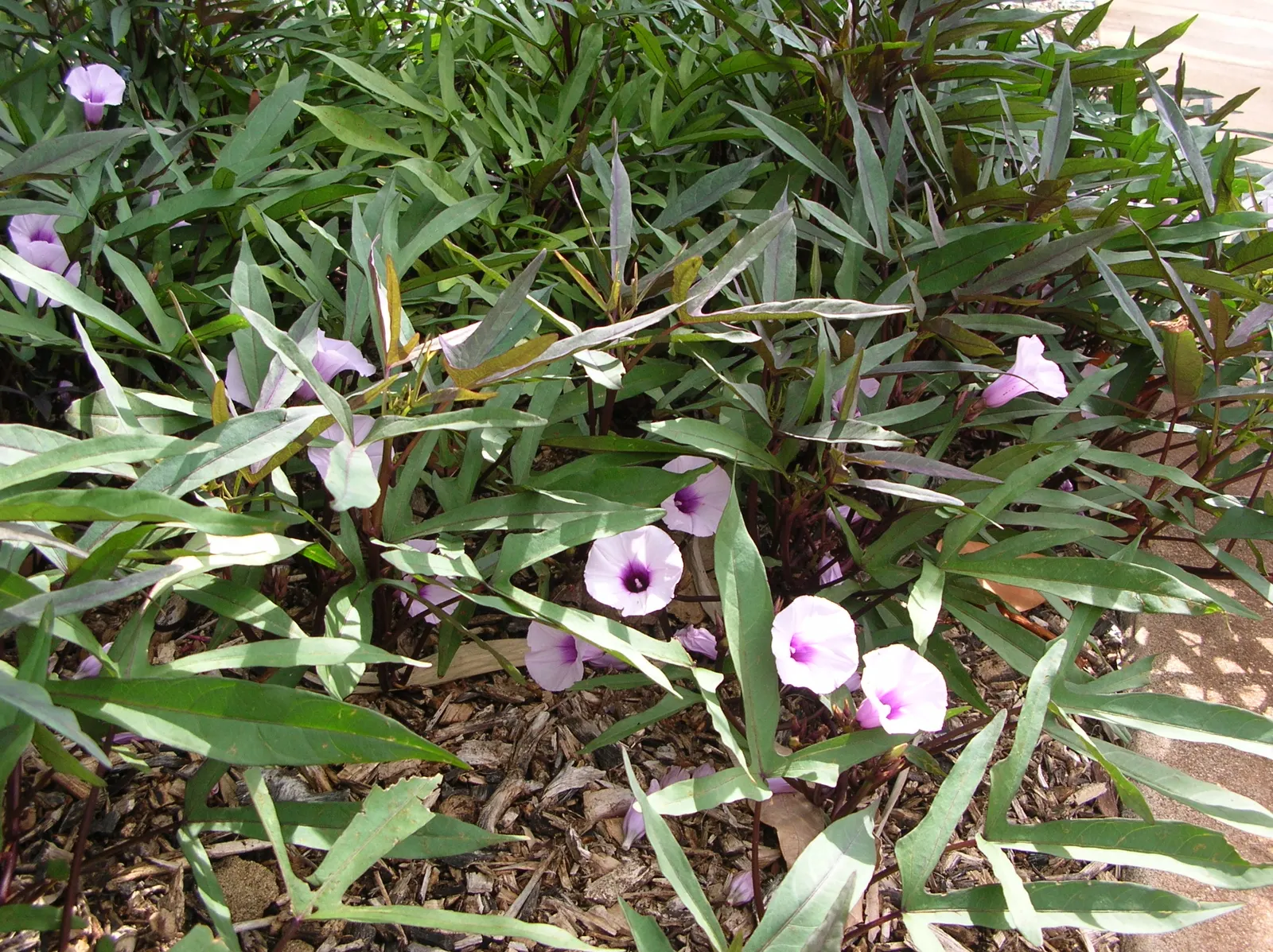 Sweet Potatoe Vine (Ipomoea Batatas) — vine for full or half
