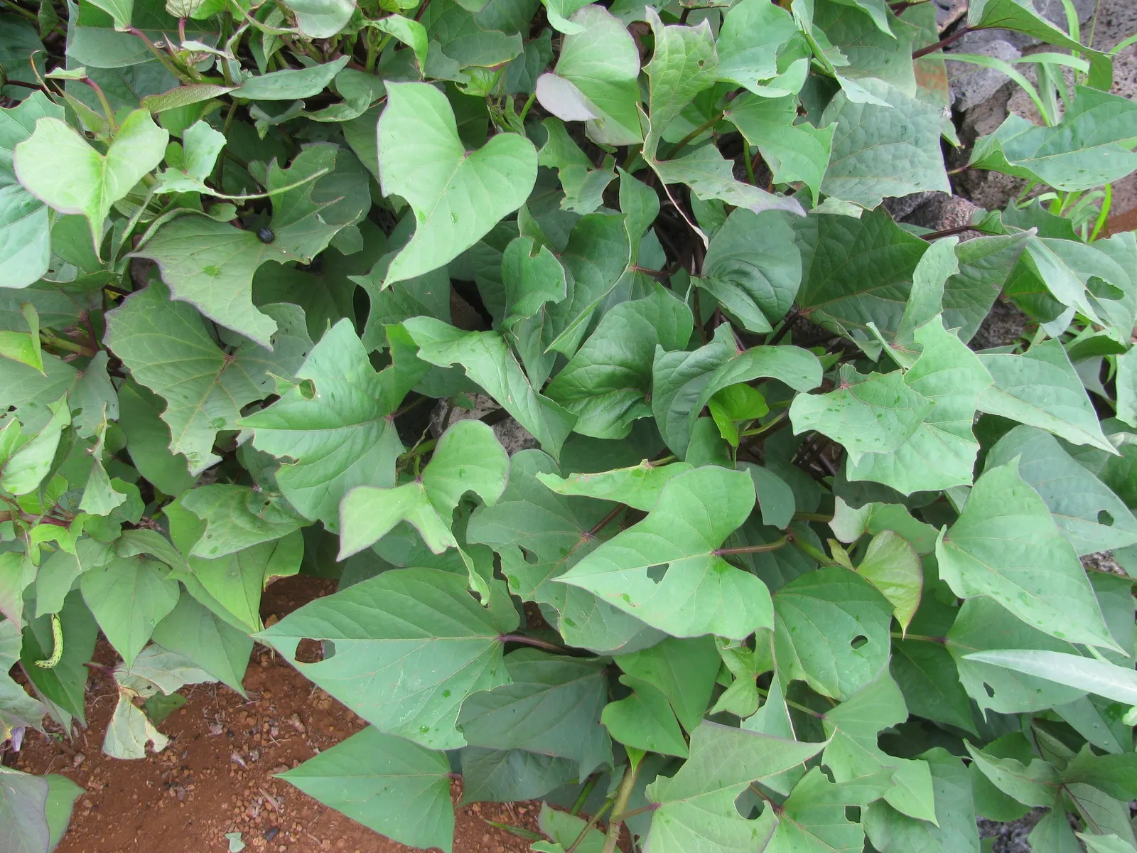 Sweet Potatoe Vine (Ipomoea Batatas) — Plant spacing should be 12-16 inches apart, allowing for a spread up to 5 feet; often used for ground cover, image 50