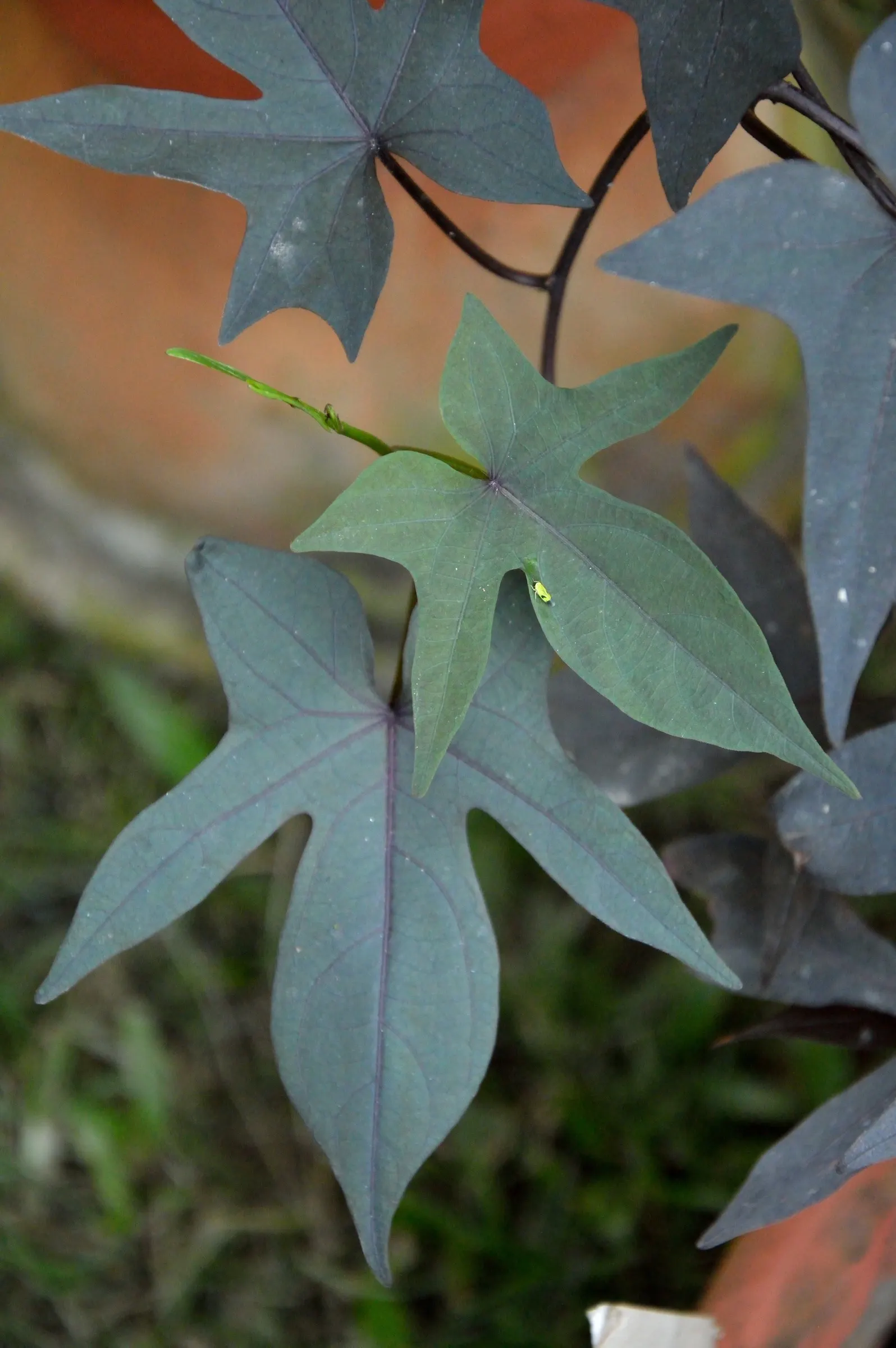 Sweet Potatoe Vine (Ipomoea Batatas) — Thriving in USDA zones 9-11, it flourishes in full sun to partial shade; the ornamental variety of Ipomoea batatas is
