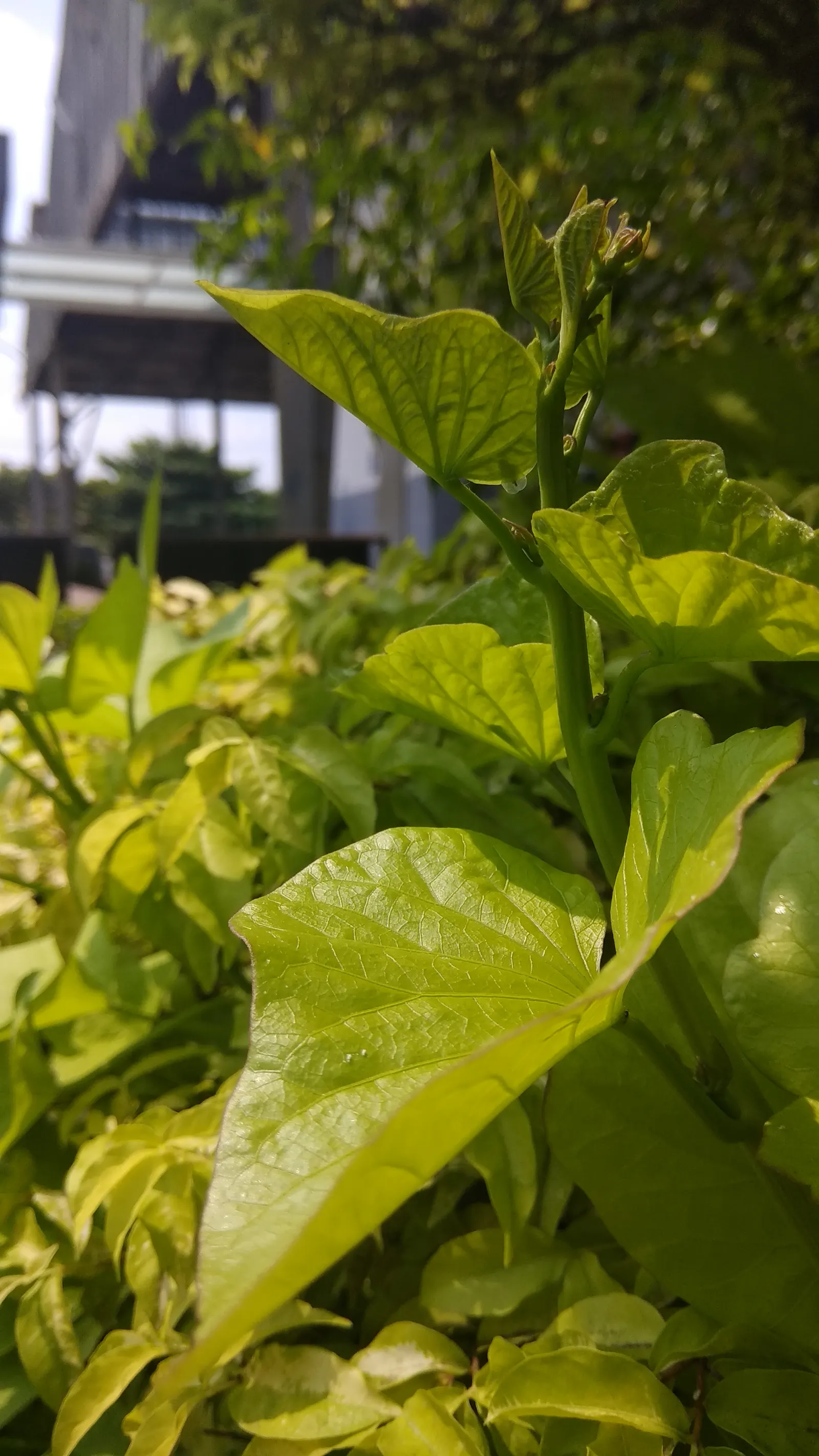 Sweet Potatoe Vine (Ipomoea Batatas) — The vibrant foliage varies from deep purple to lime green, adding a tropical flair to any landscape design; which vary