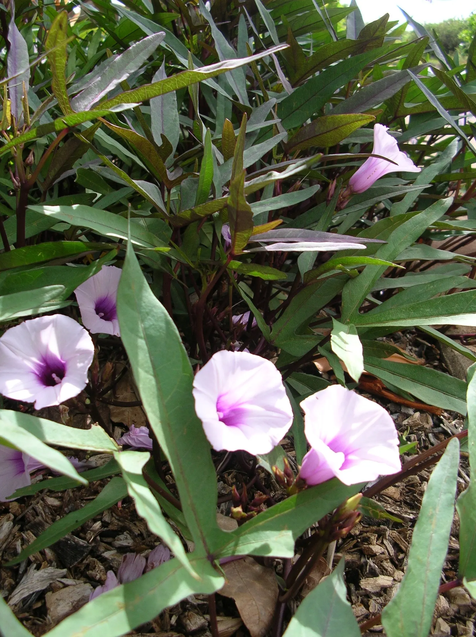 Sweet Potatoe Vine (Ipomoea Batatas) — which vary in hue from deep purples to vibrant chartreuse
