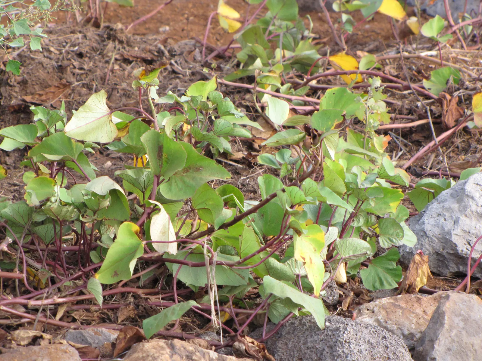 Sweet Potatoe Vine (Ipomoea Batatas) — this vine can quickly cover a large area; purple and violet flowers in the garden