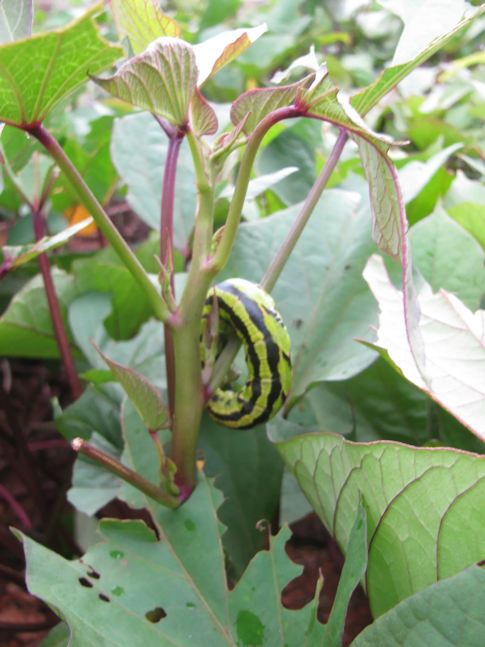 Sweet Potatoe Vine (Ipomoea Batatas) — fill in gaps with its dense foliage