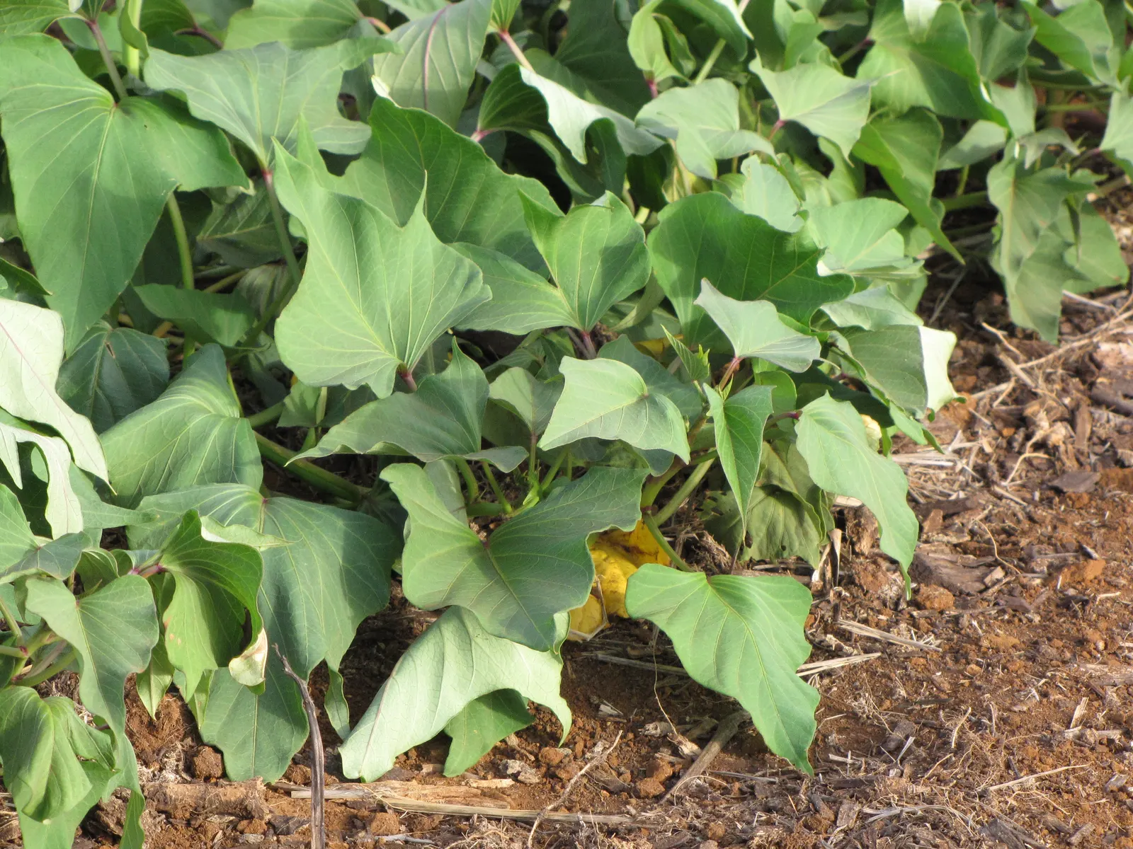 Sweet Potatoe Vine (Ipomoea Batatas) — often used for ground cover or spilling over containers