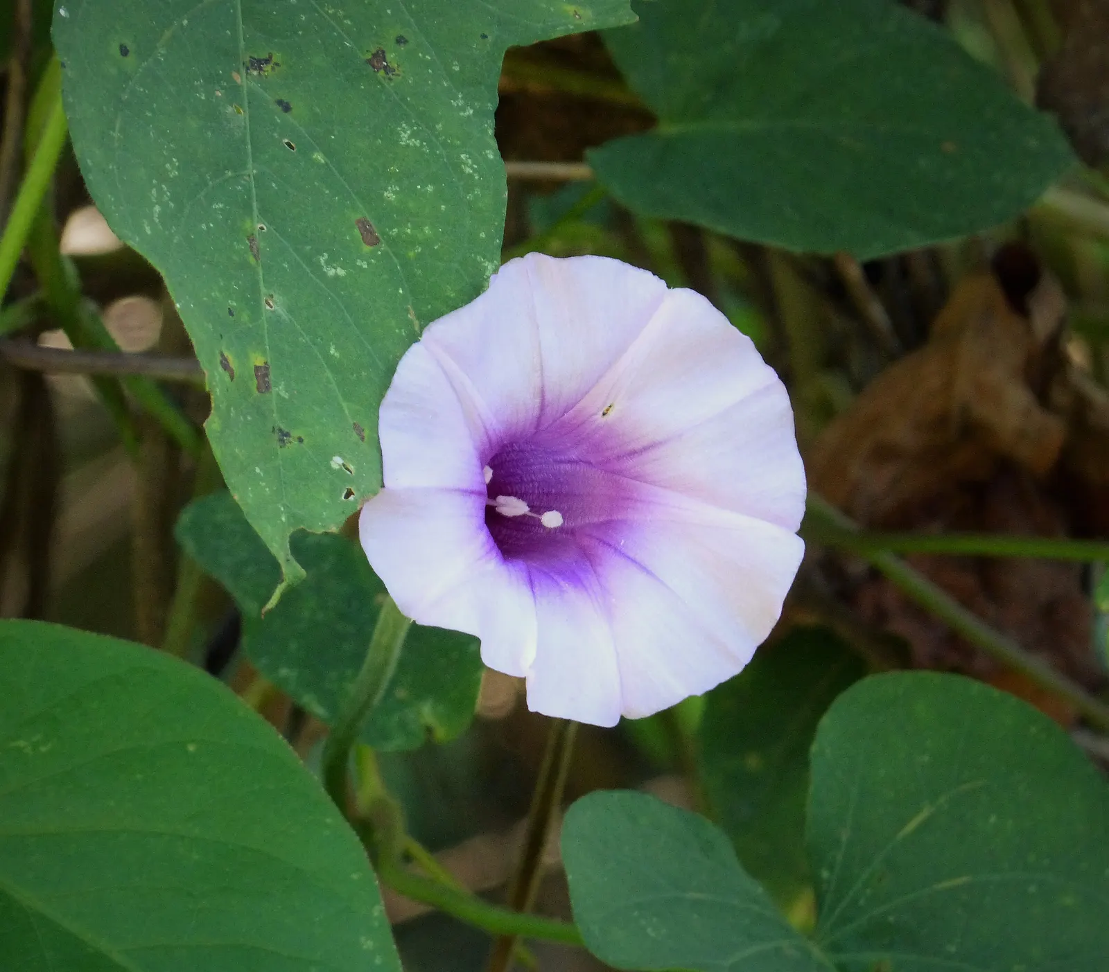 Sweet Potatoe Vine (Ipomoea Batatas) — It cascades beautifully over the edges of pots or hanging baskets, offering a tropical flair