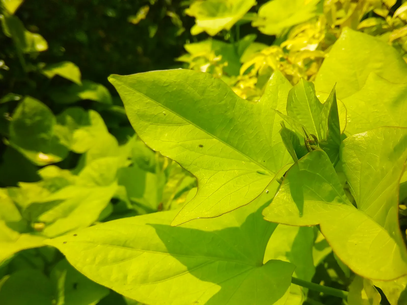 Sweet Potatoe Vine (Ipomoea Batatas) — this vine can quickly cover a large area