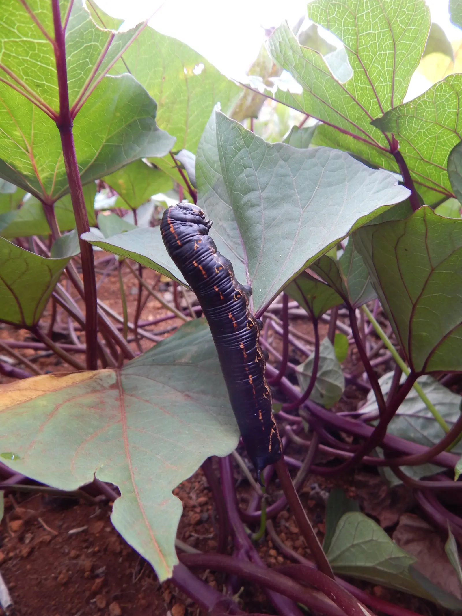 Sweet Potatoe Vine (Ipomoea Batatas) — often used for ground cover or spilling over containers; reaching up to 10 feet in length