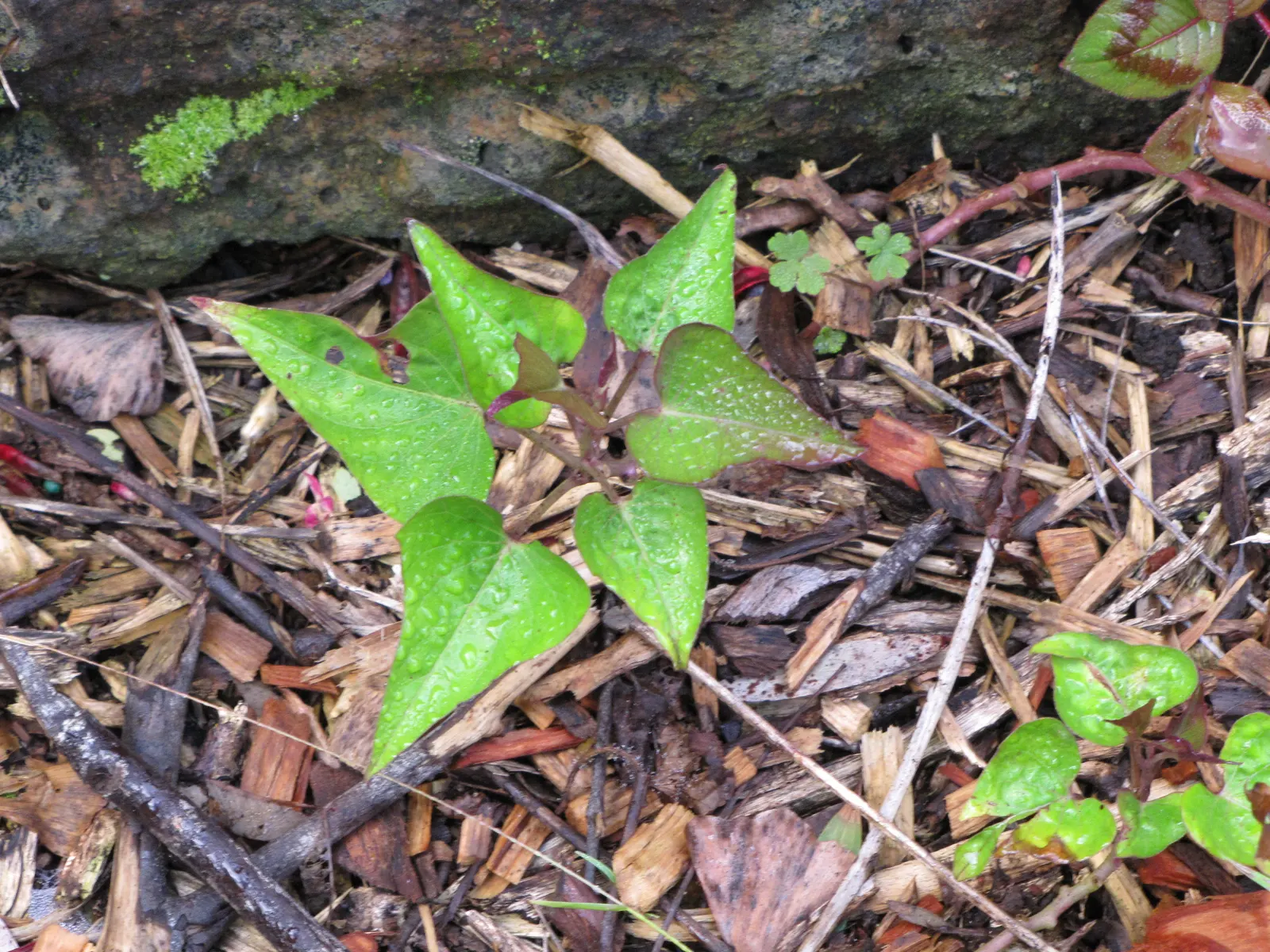 Sweet Potatoe Vine (Ipomoea Batatas) — trailing perennial with heart-shaped leaves; plant spacing should be 12-16 inches apart, allowing for a, image 47