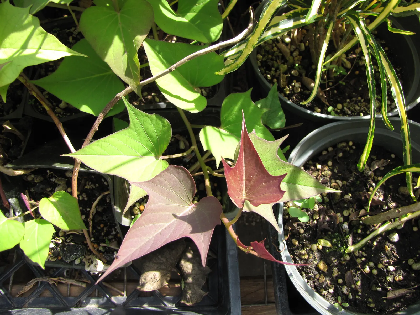 Sweet Potatoe Vine (Ipomoea Batatas) — This ornamental gem is primarily grown for its attractive leaves; heart-shaped foliage and vigorous growth, image 54
