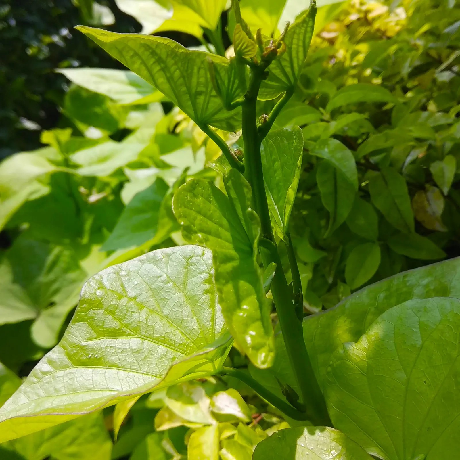 Sweet Potatoe Vine (Ipomoea Batatas) — bringing a touch of the exotic with minimal care requirements