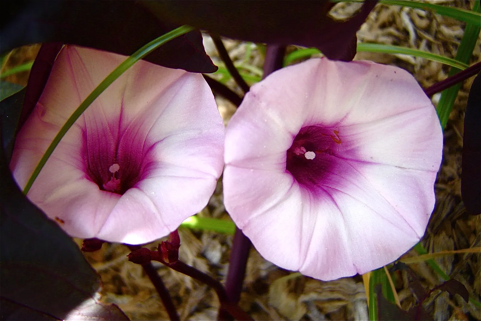 Sweet Potatoe Vine (Ipomoea Batatas) — It thrives in full sun to partial shade and prefers well-drained soil with consistent moisture