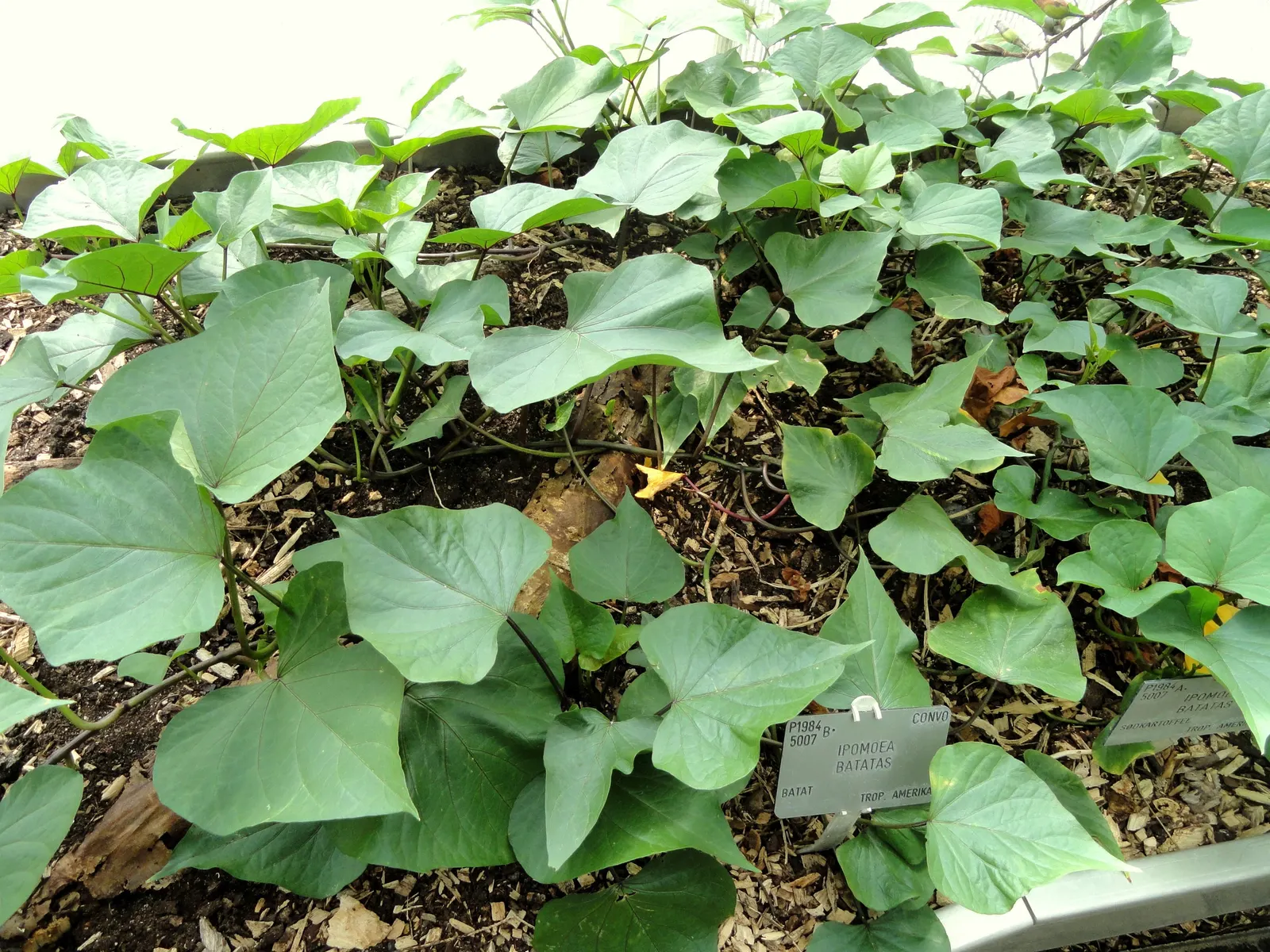 Sweet Potatoe Vine (Ipomoea Batatas) — is a versatile and robust plant renowned for its lush; fill in gaps with its dense foliage