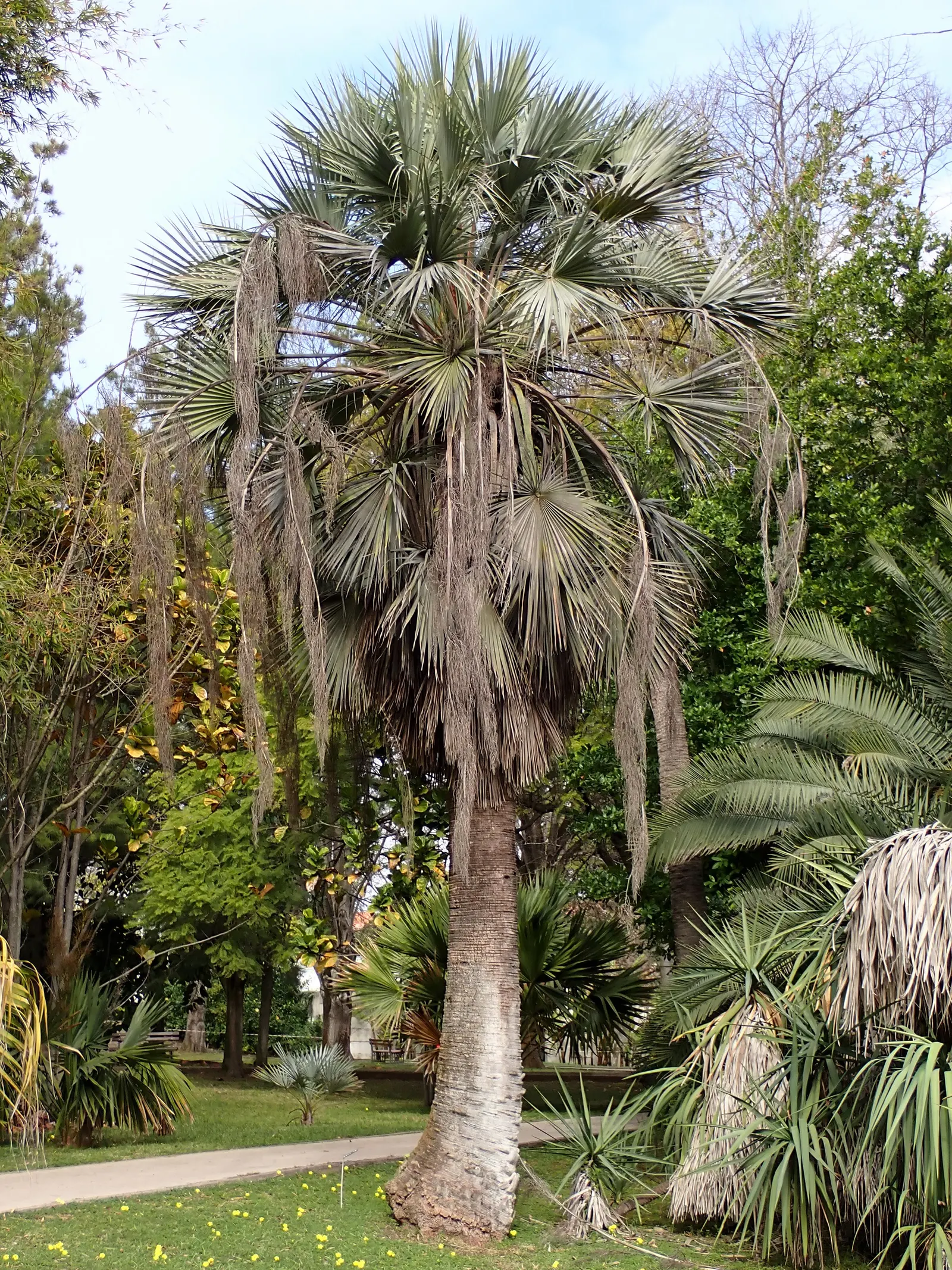 Guadalupe Palm (Brahea Edulis) — Hardy to 15&deg;F, it's suitable for USDA zones 9-11