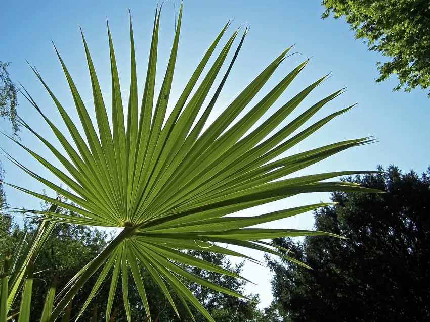 Guadalupe Palm (Brahea Edulis) — Perfect for focal points in low-maintenance landscapes